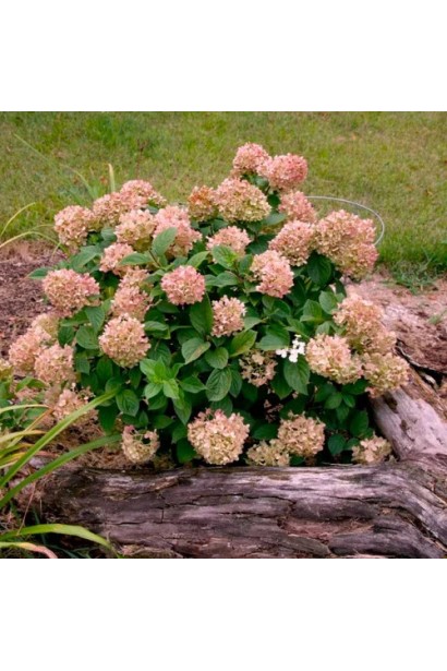 Кущ гортензії Графіті у період рясного цвітіння